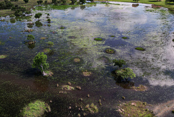 natural landscape of the Brazilian Pantanal