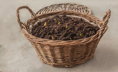 Basket-container with sprouts of bulbous plants planted for forcing on a gray background