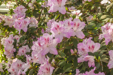 Lilac azalea (rhododendron) in the greenhouse.