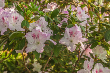 Lilac azalea (rhododendron) in the greenhouse.