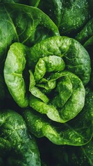 Fototapeta premium Dewy Green Lettuce: A Close-Up View of Freshness