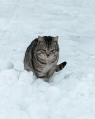 cat on snow