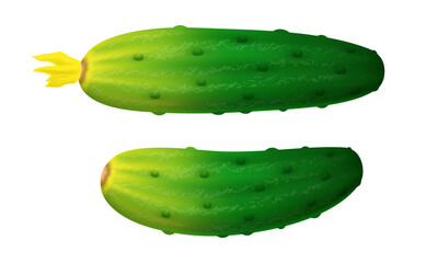 Cucumber. Vector clipart isolated on white background.