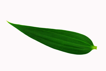 Green leaf of plant on white background.