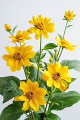 A Cluster of yellow flowers with dark green leaves
