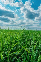 A Sense field of tall grass under a partially cloudy