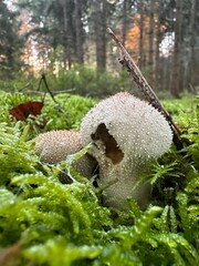 Pilz im Wald 