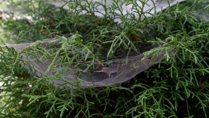 spider web on plant