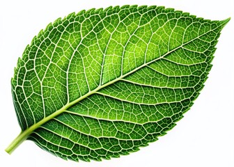 Obraz premium Lush Green Leaf with Intricate Veins - Isolated Nature Stock Photo