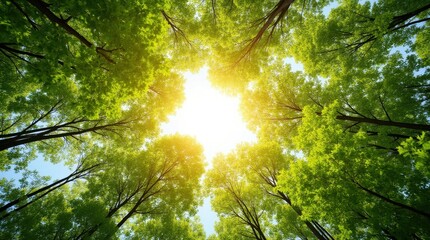 Fototapeta premium Vibrant Springtime Forest Canopy