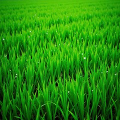 Obraz premium Lush green rectangular field, vibrant texture , ecology, bright, lawn