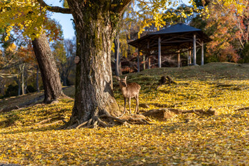 奈良公園の鹿 秋