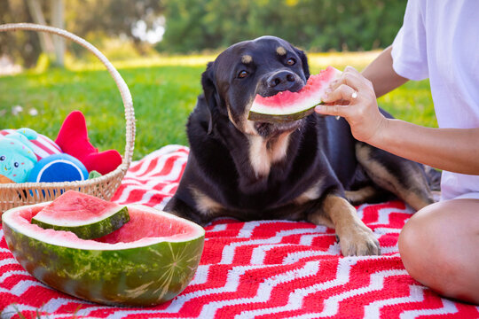 Large black and white Swiss Mountain dog eating watermelon while laying on red picnic blanket in the park