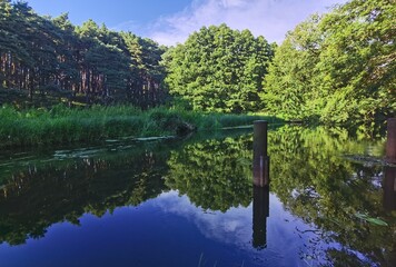 lake and trees/forest