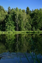 Obraz premium Odbicie drzew w stawie