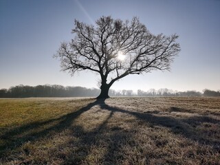 tree in the field