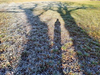 Sunlit Tree and Human Shadow on a Frosty Grass Field in Early Winter
