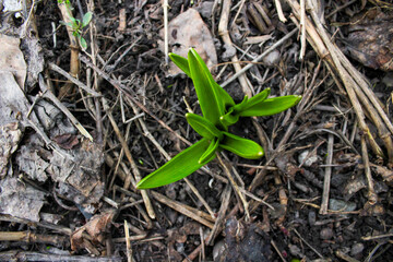First small green plant in the garden.