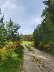 path in the nature with yellow flowers