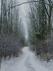 forest path covered by snow 