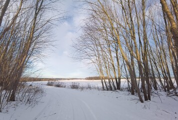 landscape with trees and snow