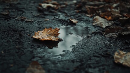 Autumn Leaf in Puddle Dark Ground