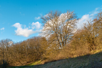 Fraxinus excelsior Gemeine Esche im Mühlengrund bei Neunhofen Lausnitz im Saale-Orla-Kreis in Thüringen