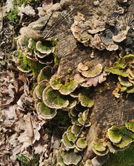 Close-Up of Vibrant Green Fungi Growing on a Decaying Tree Trunk in the Forest