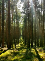 Pine forest under sunlight