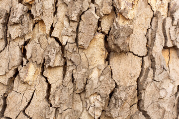 Tree bark texture