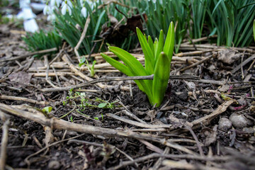 First small green plant in the garden.