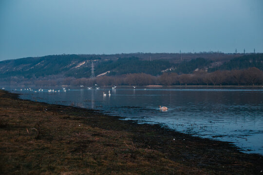 swans on the Dniester River in the evening at sunset - Powered by Adobe