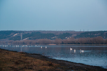 swans on the Dniester River in the evening at sunset