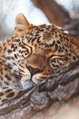 Naklejka premium Leopard on a Tree: A leopard resting on a tree branch in the African savanna, its spotted coat blending with the tree's bark and golden grass below. 