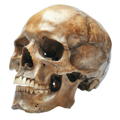 Fototapeta premium Detailed study of a human skull displayed in a museum environment under soft lighting isolated on transparent background