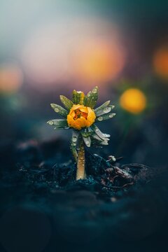 A macro of a single early yellow Winter Aconite (Eranthis hyemalis) spring flower covered with raindrops against an isolated background with out of focus flowers and light. A focus stacked photo
