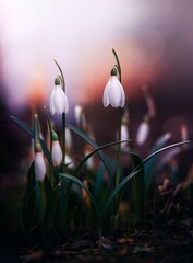 Close up of two early Spring snowdrop flowers. Dreamy pink background with shallow depth of field and bokeh bubbles. Out of focus flowers in the background, dreamy light in the corner