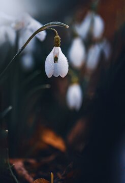 Close up of an early Spring snowdrop flower covered with raindrops. Moody dark background with shallow depth of field and bokeh. Out of focus flowers in the background, dreamy light in the corner
