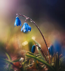 Close up of Siberian squills - blue early Spring flowers, covered with droplets after the rain. Sun shining in the background with bokeh bubbles