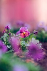 Close up of a singe pansy flower in focus in a field of other out of focus flowers. A spring flower against a pink, dreamy background with light. 