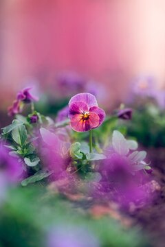 Close up of a singe pansy flower in focus in a field of other out of focus flowers. A spring flower against a pink, dreamy background with light. 