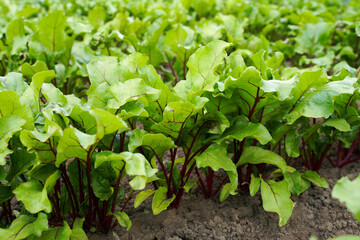 Fresh green leaves of beetroot in the garden. Greenhouse bed with growing red beets. Grow in rows in the soil. 