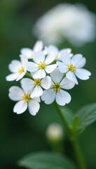 Fototapeta premium Delicate gypsophila blossoms, tiny white petals, close-up view , beauty, baby's breath