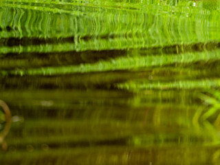 An abstract painting of nature. Created by the Amazon, the light and the plants of the rainforest.
