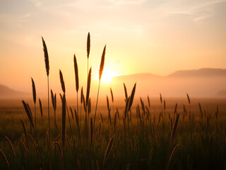Fototapeta premium In the foreground, tall grasses stand in front of an orange and yellow sunrise sky. In the background is a foggy misty field. The sun shines through the clouds onto some distant hills