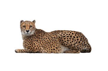 cheetan on a isolated on white background