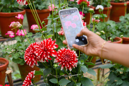 Hand holding smartphone taking photo of red dahlia flower in garden