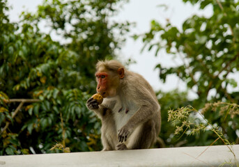 Monkey sitting on the edge of a bridge and eating a banana