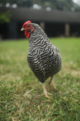 rooster in the grass