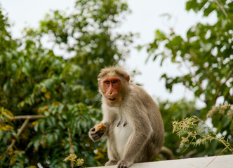 Monkey sitting on the wall and eating a vada